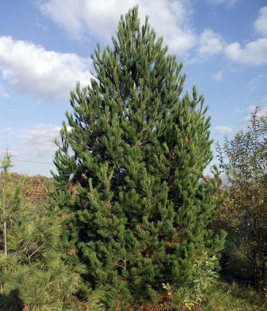 Купить Сосна румелийская (Pinus peuce) от 3 999 руб. в интернет-магазине  Архиленд с доставкой почтой по Москве и в регионы