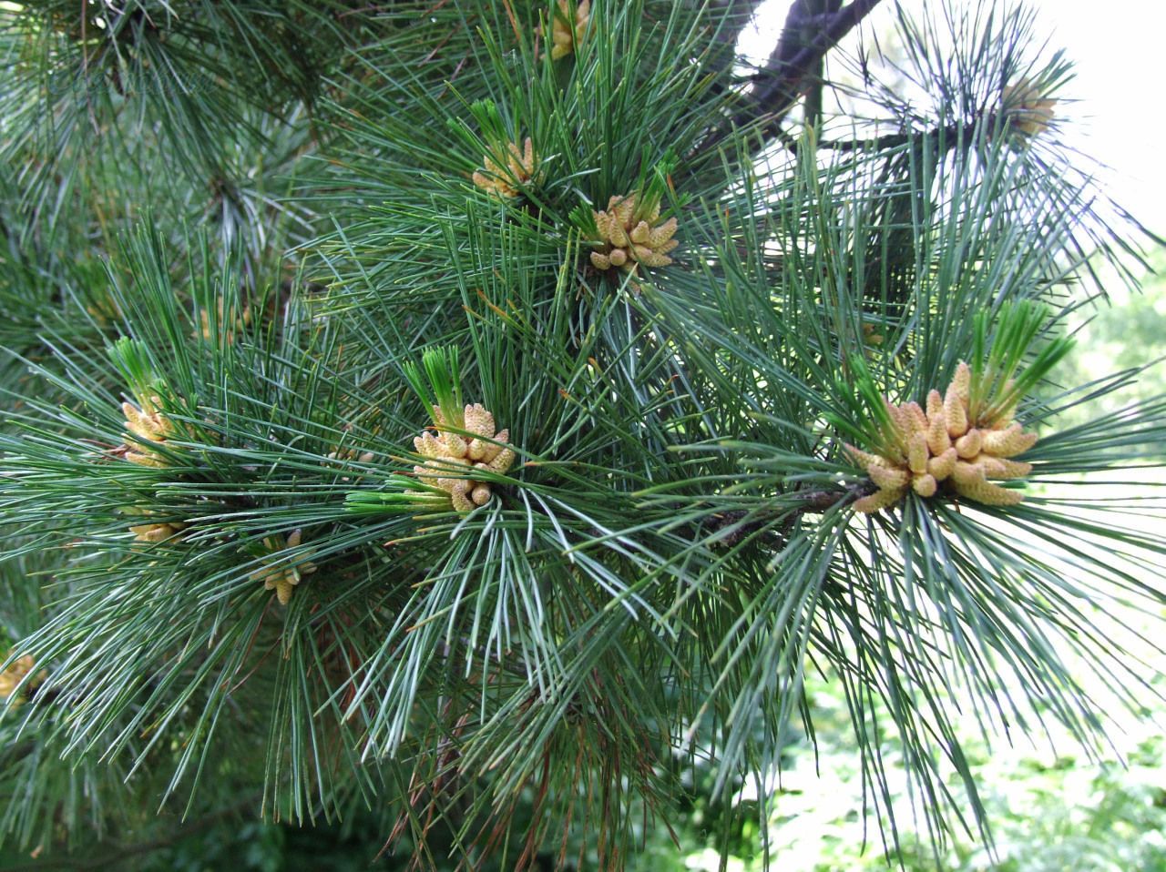 На какой почве растут сосны. Сосна Балканская румелийская. Pinus peuce. Сосна Кедровая румелийская. Pinus peuce Yugo.