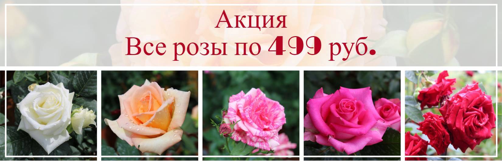 розы 22