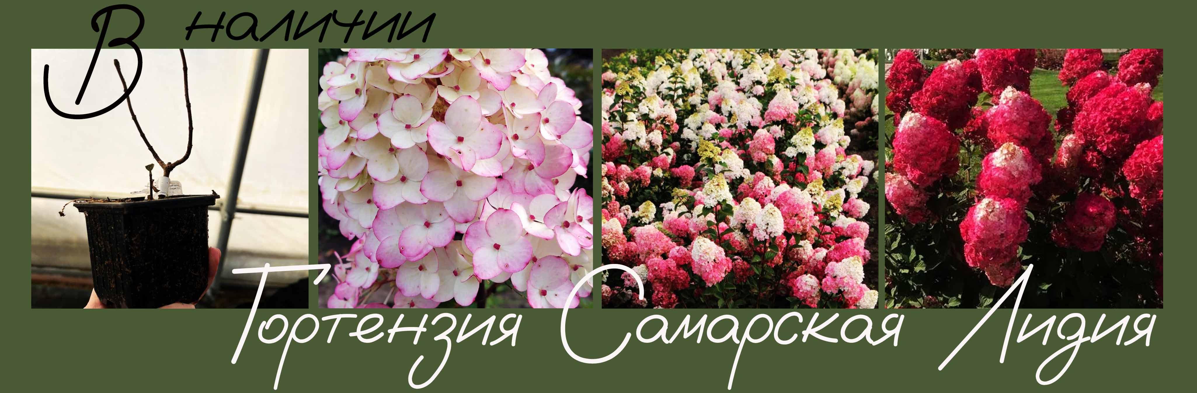 Гортензия самарская лидия