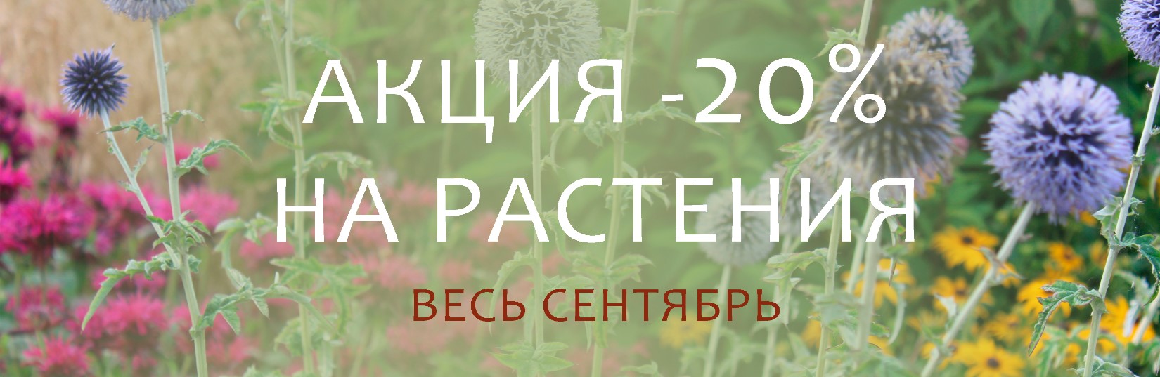Скидки на сентябрь