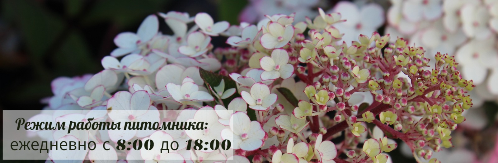 Весна_режим работы